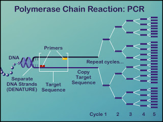 PCR