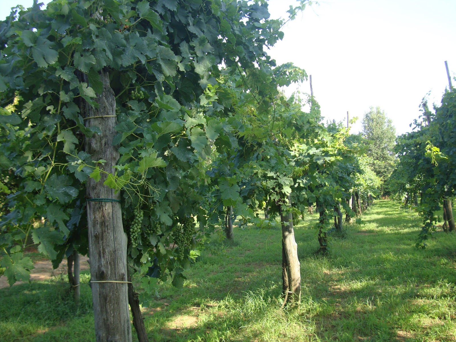 DSC06225-8
