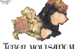 Tuber molisanum