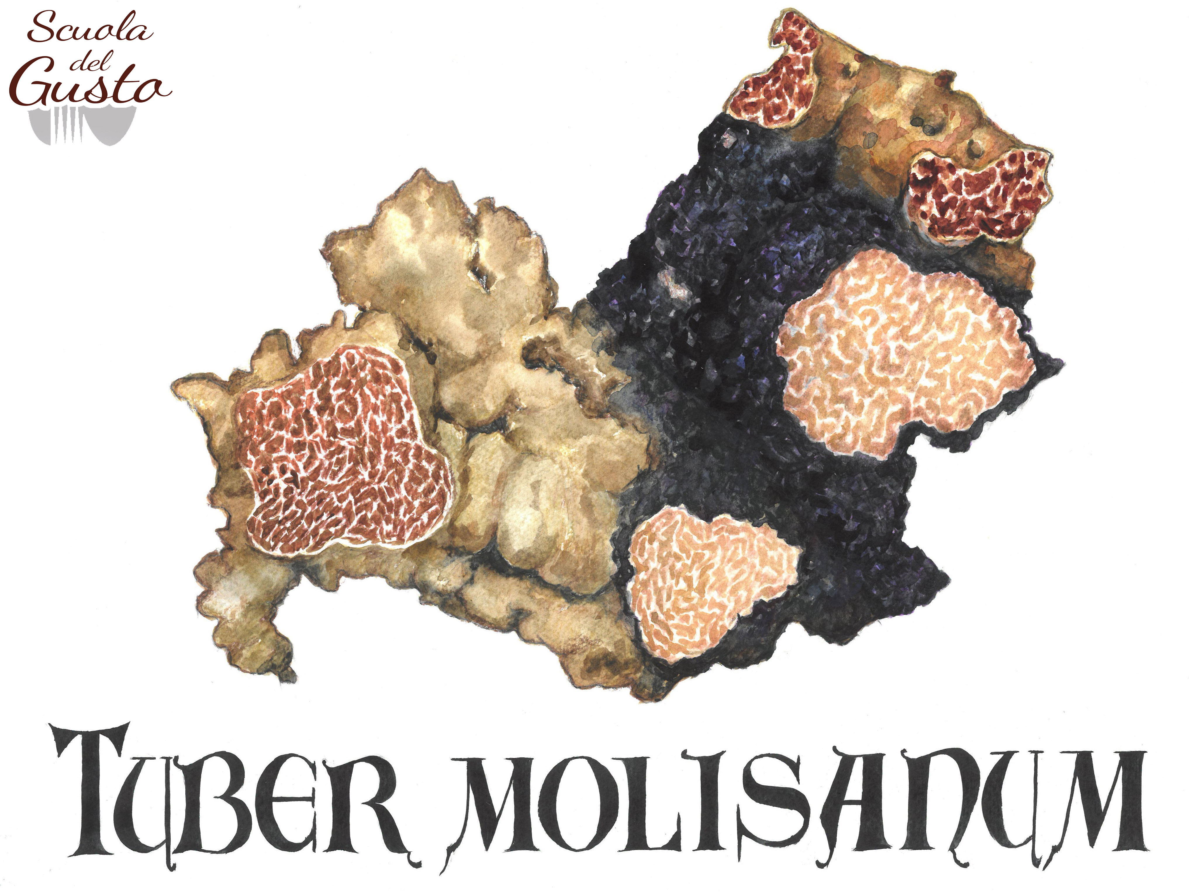 Tuber molisanum