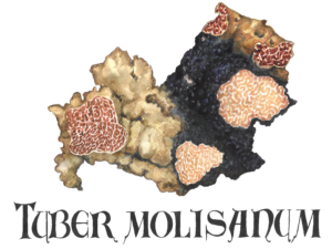 Logo png